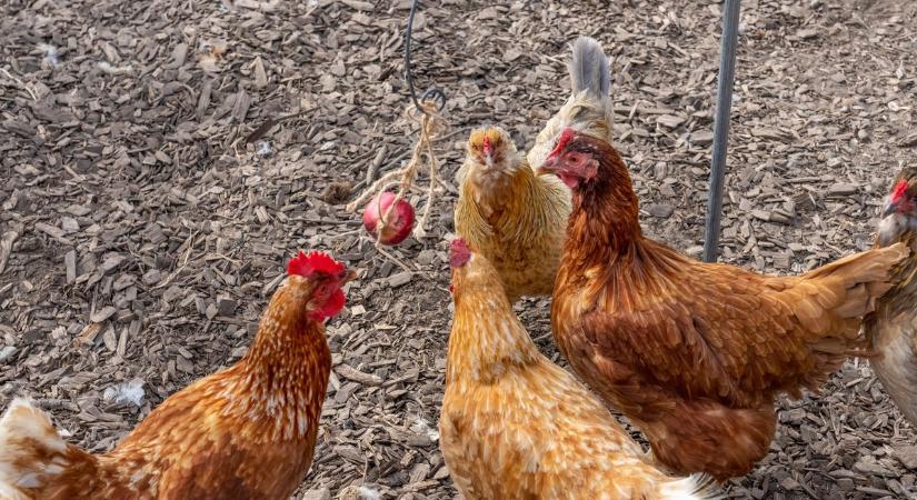 Rémisztő állatkínzás Szatymazon: légfegyverrel ölte meg szomszédja állatait egy idős férfi