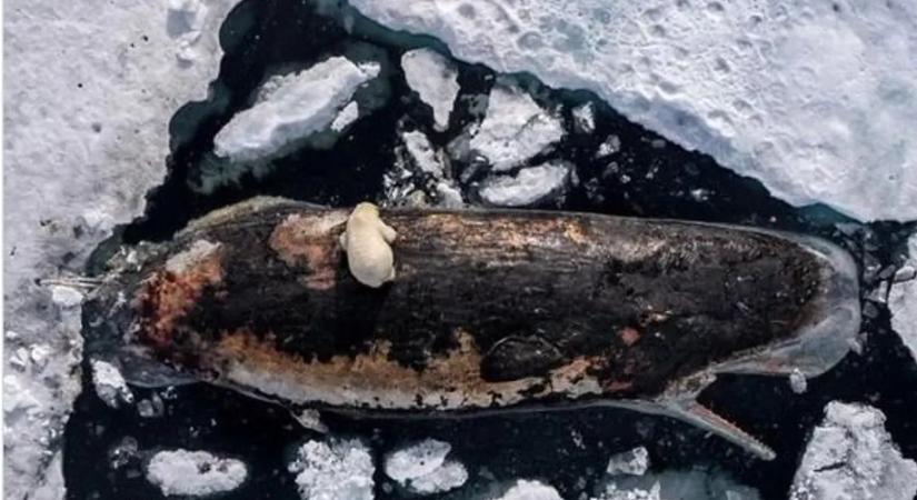 Ilyet szinte soha nem látni: ezért lett díjnyertes ez a látványos fotó