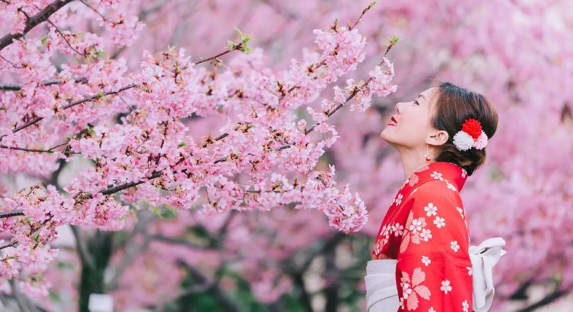 Káosz: kiakadtak a turistákra a cseresznyevirágzásáról híres japán kisváros lakói