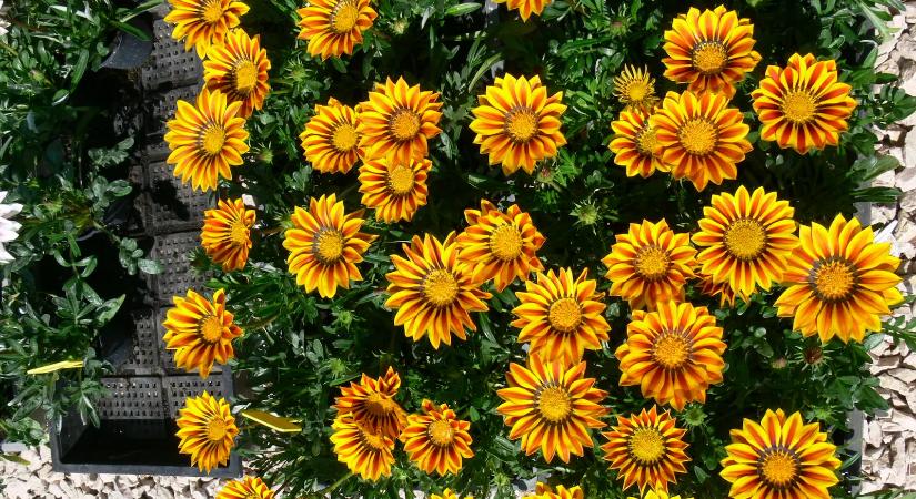 A legforróbb nyarat is könnyedén átvészeli: ezt a növényt tedd a tűző napos erkélyre