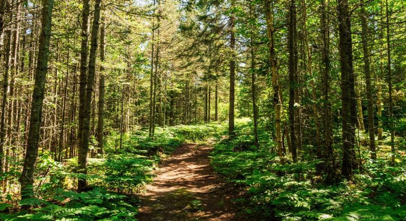 Vége a bolyongásnak: Mostantól eltévedni sem lehet a somogyvári erdőkben