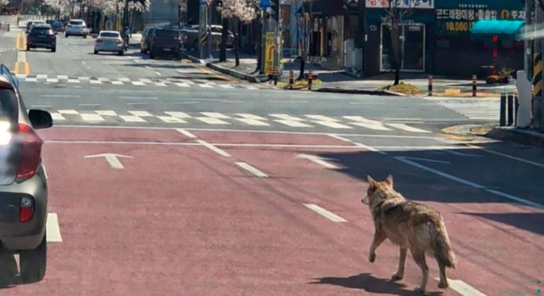 Több százan keresik az állatkertből megszökött farkast Dél-Koreában