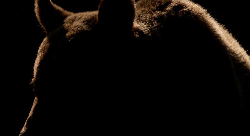 Természetfilm-premier Egerben: érkezik a Hegyizene 2