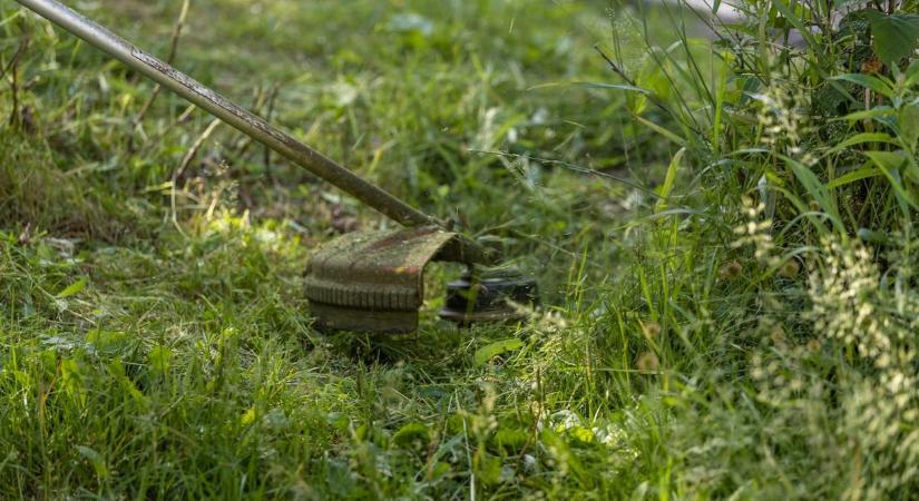 Tönkre megy a gyep a kertben, ha a fűnyírást túl korán elkezdi