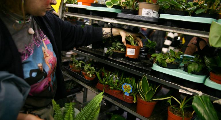 Már a dísznövényekre is adót vetnek ki