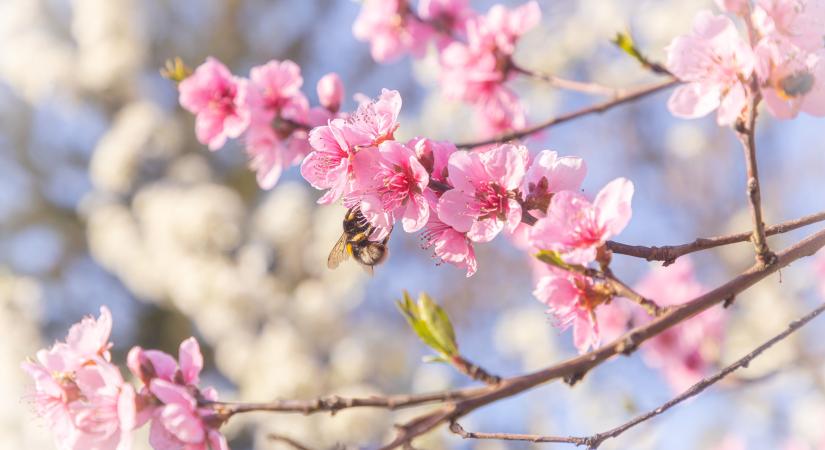 Kellemes tavaszi idő várja a szavazókat