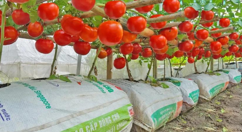 Csak egyetlen dolgot tettem a palánták alá, és akkorák lettek a paradicsomaim, mint egy alma