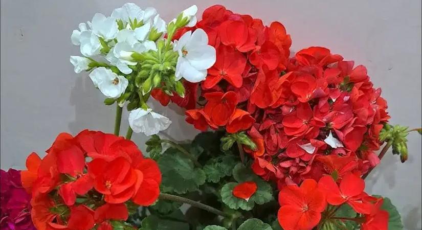 Ezzel a hibával csendben kivégzed a kedvenc muskátlijaidat