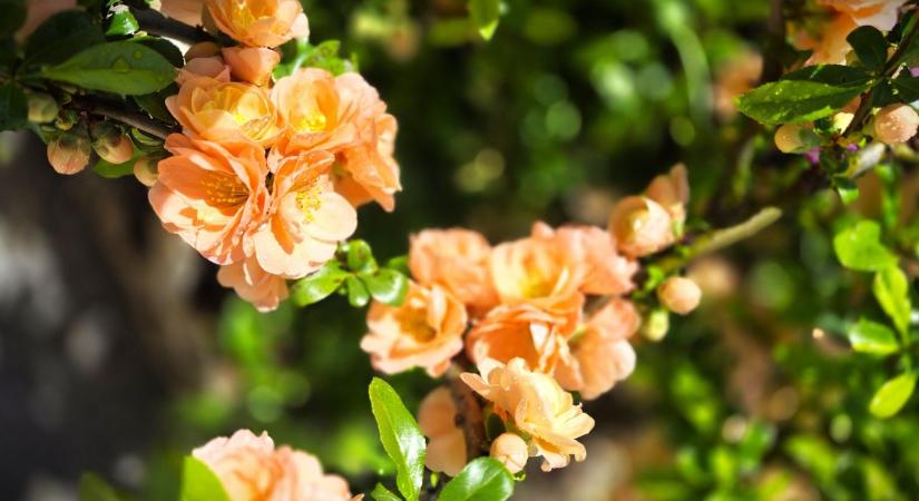 Berobbant a tavasz a zalai kertekbe! Ilyen csodás a színkavalkád, nézze meg galériánkat (galéria)