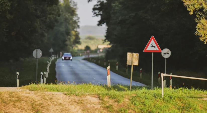 Pánik a 7-es úton: Korcsolyázó szarvascsorda bénította meg a balatoni forgalmat! – Megszólal a vadász! - Videó