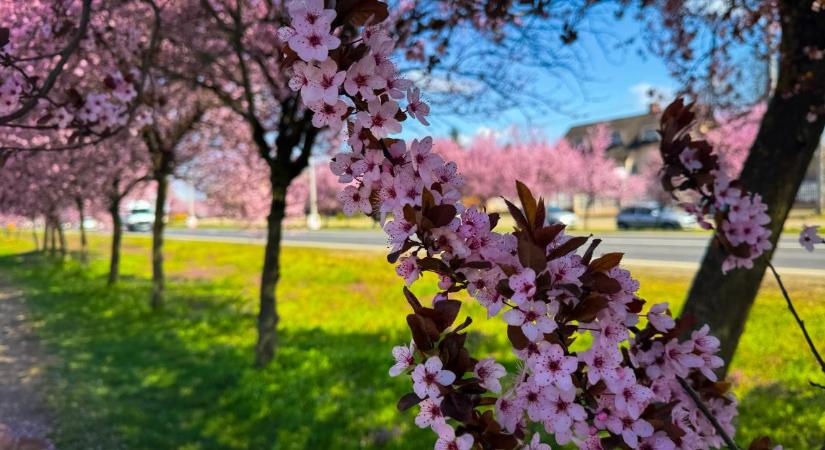 Tavaszias lesz az idő hétvégén, az éjszakák még csípősek maradnak