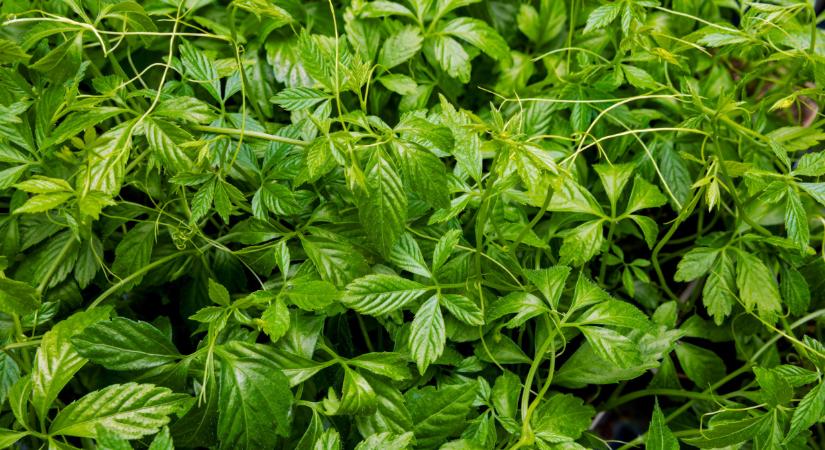 Ez a növény veri az ismert csodaszereket: aranyat ér, bárki termesztheti