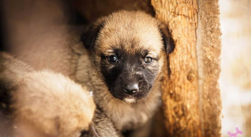 Kutyamentő nyílt nap: több mint száz kutya vár gazdára a sepsiszentgyörgyi menhelyen