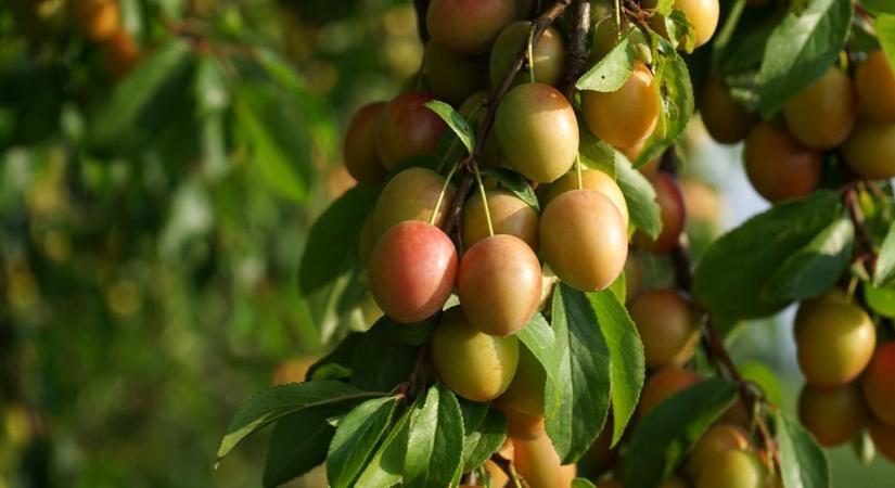 Gyümölcsfa van a kertben? Akkor áprilisban erről ne feledkezzen meg