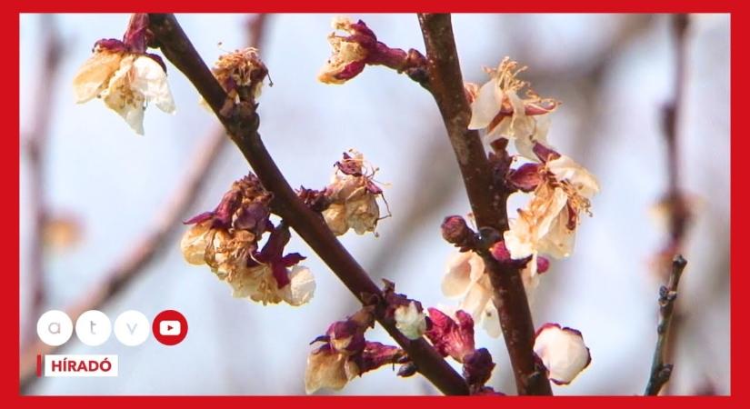 Most kell igazán védekezni, beszakad a hőmérséklet, komoly fagykár fenyeget