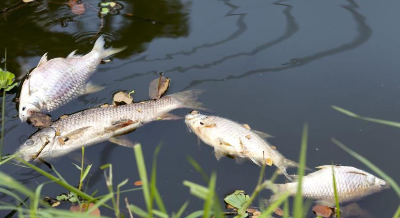 Halpusztulás Szálkán: katasztrófa vagy természetes jelenség?