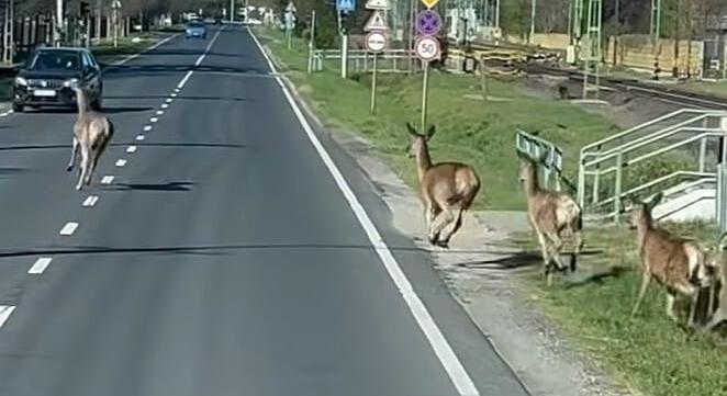 Öt szarvas rohant ki az autóútra Balatonfenyvesnél, veszélyes pillanatokat rögzített egy autós – videó