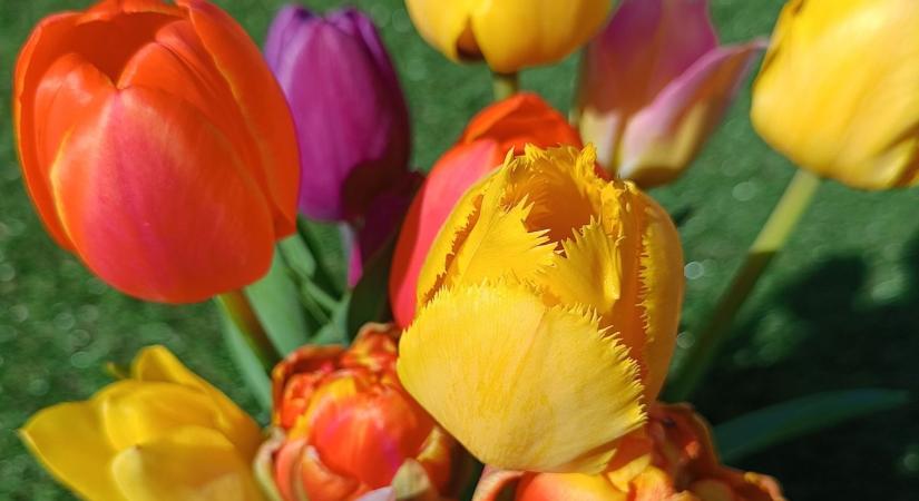 Elindult a tulipánláz: Kecskemét már pompázik, máshol késik a csodás látvány  fotók