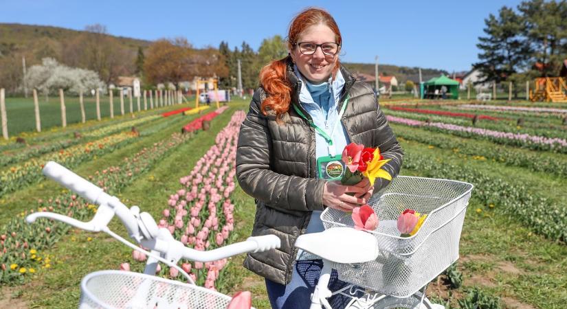 Hazavihetsz egy csokornyi tavaszt – Szedd magad tulipánszüreten jártunk Bozsokon (fotók)