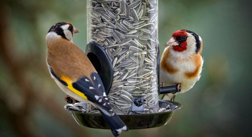 Áprilistól tényleg ne etesd a kerti madarakat? Amit a fél ország félreért