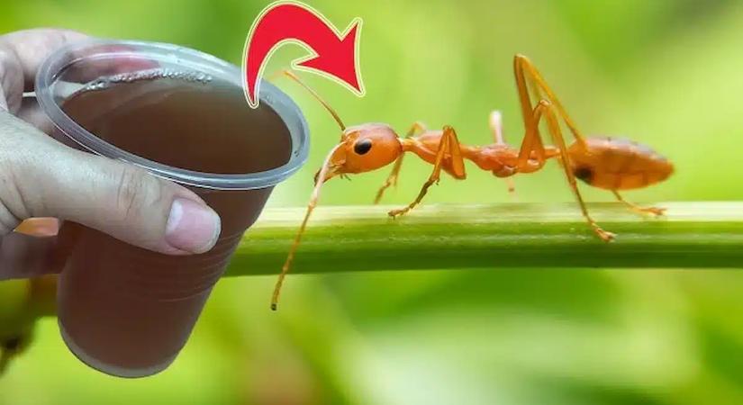 A kertészem elárulta: ezt az egyetlen konyhai dolgot szórd le, és a hangyaboly 10 perc alatt kiköltözik a kertedből