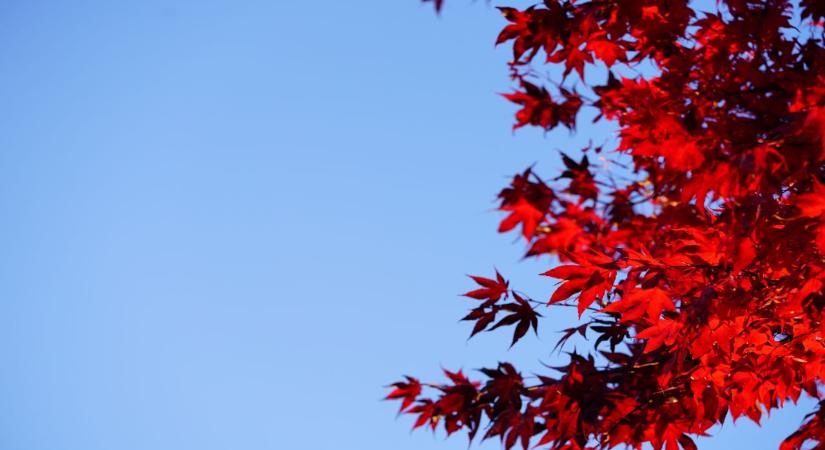 Gyorsan növő fa, ami hűti a teraszt – és nem takarja el a kilátást: ezért ajánlják a kertészek