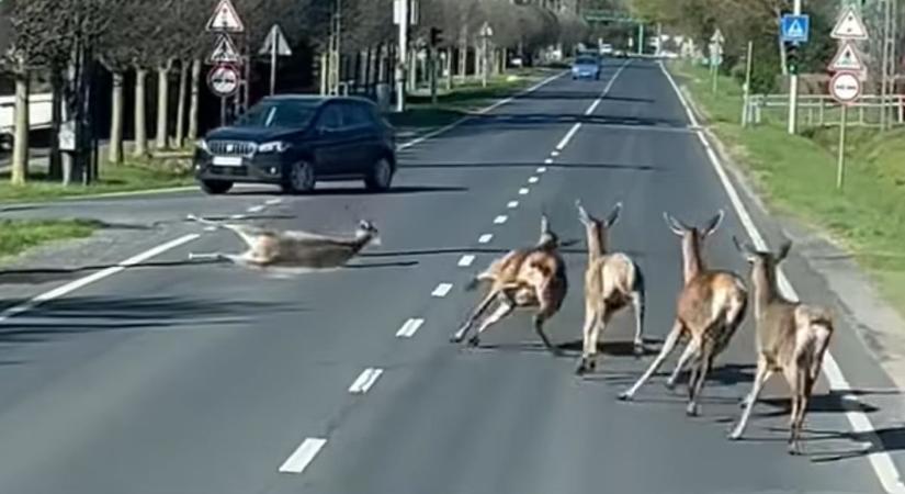 Ez nagyon veszélyes volt! Őzek rohangáltak az autók között (videó)