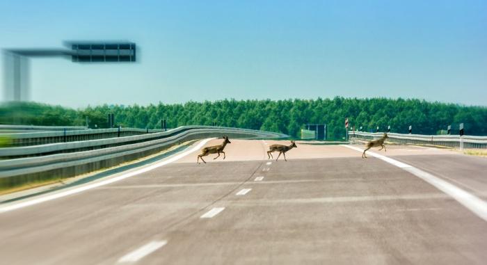 Ez az aranyos dolog akár meg is ölhet