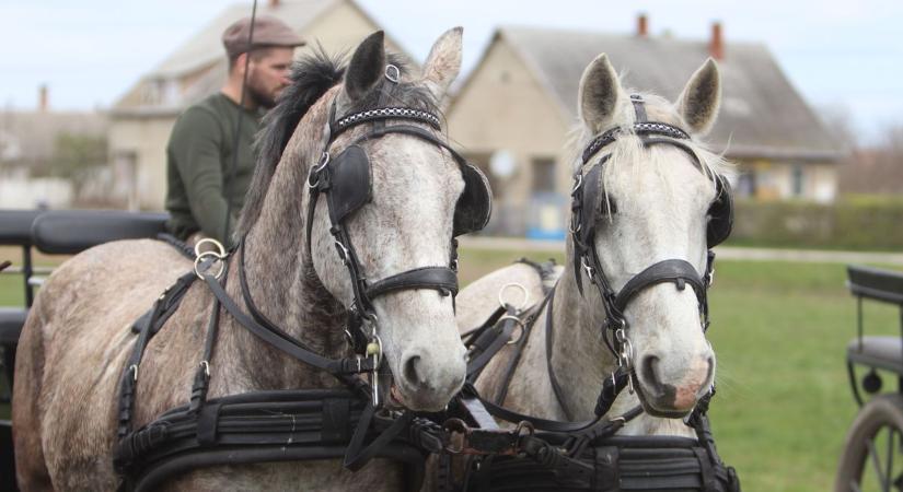 Megkezdték a felkészülést a Fejér vármegyei fogathajtók (galéria, videó)