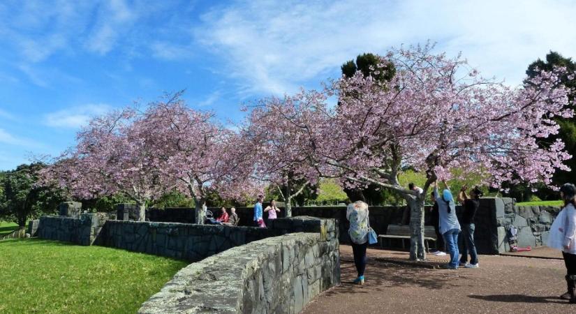Turista hordák leptek el egy japán várost, el kellett halasztani a cseresznyevirág fesztiváljukat