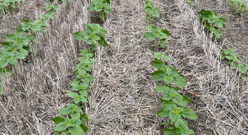 Vége a 40 centis szántásnak: megnéztük, mi történik a talajjal, ha békén hagyják