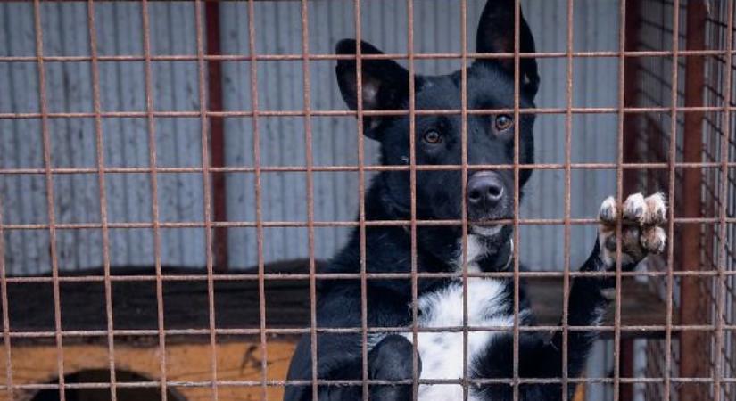 Bár már javában tart ez az év, ezt a naptárt még mindig érdemes begyűjteni