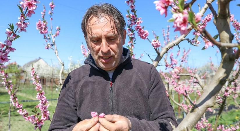 Vasi ültetvényen jártunk: a fagy az eper és a barack sorsáról is dönthet - fotók