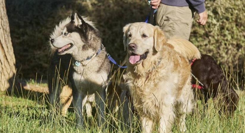 Alváshoz készülődő kutyákon olvadozik az internet: videón a cuki esti rutinjuk