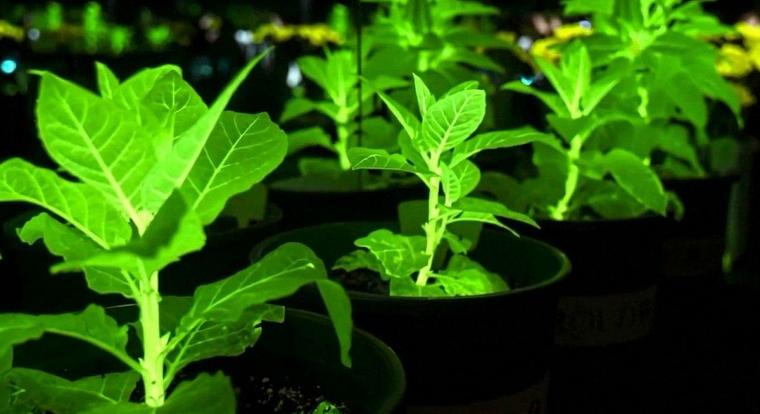 Kínai tudósok valósítják meg az Avatar filmek világító növényeit