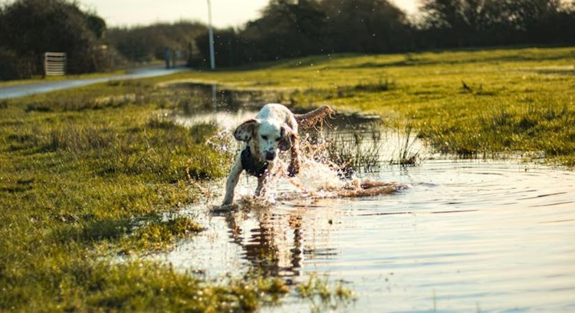 5 mondat, amit minden gazdi kimondott már, aztán két perc múlva teljesen összeomlott a terv