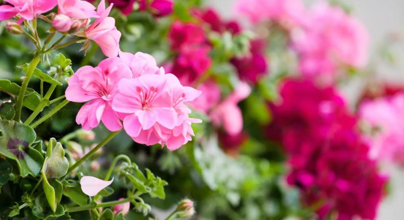 Ezért ne ültesd ki a muskátlikat eddig az időpontig az erkélyre