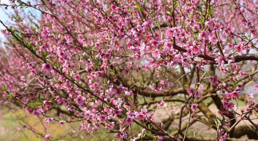 Az előző éjszaka csak a kezdet volt, most hajnalra komolyabb fagy jöhet