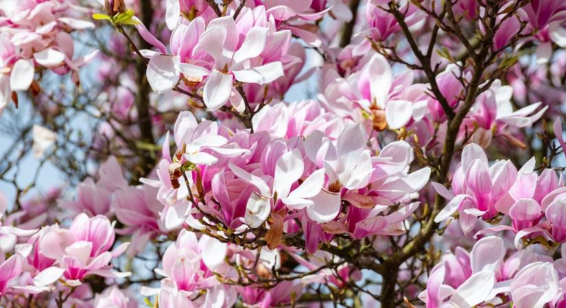 A legszebb magnóliát szeretnéd? Ez lesz az!