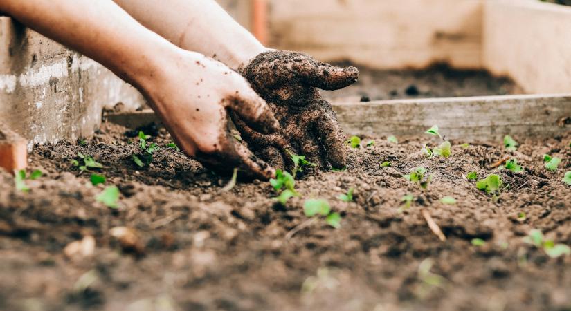 Globális műtrágyahiány: a karbamid, az ammónia és a kén lehet a nyár szűk keresztmetszete