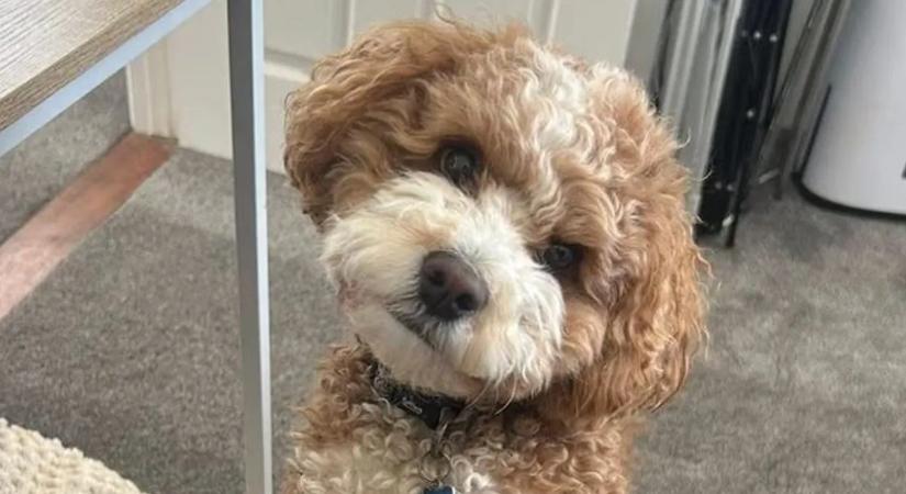 Brutális támadás: gazdája életét védve halt meg a hős kutya