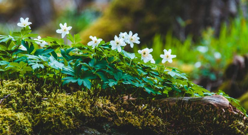 10 magyar kirándulóhely, ami tavasszal a legszebb, és amiket idén neked is látnod kell