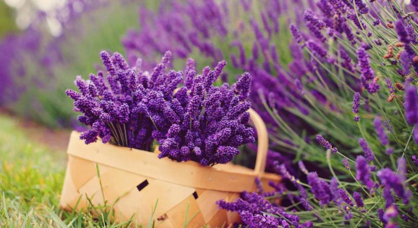 Három konyhai maradék csodát tehet a levendulával: így lehet dúsabb és illatosabb