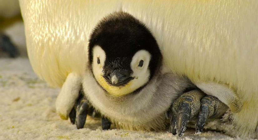 Túl korán a jeges vízbe esnek a fiókák, veszélyeztetett állatfajjá vált a császárpingvin