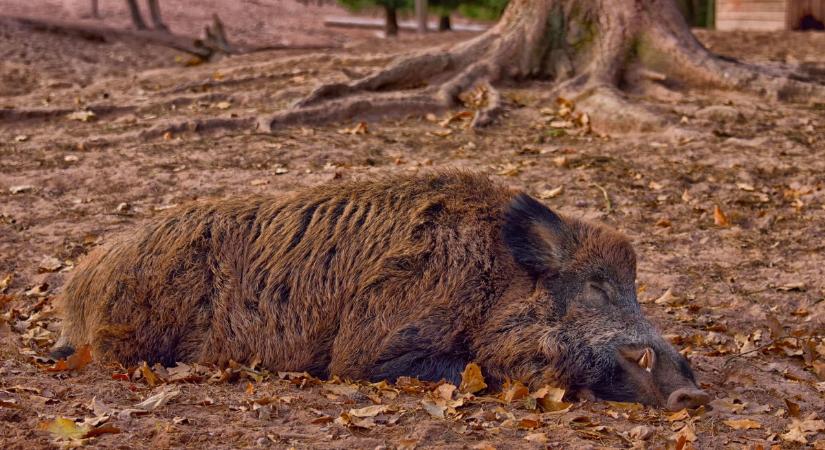 Valami pusztíja a vaddisznókat a Tisza mentén