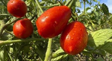 Paradicsomsokk Európában: Ukrajnában is kilőttek az árak