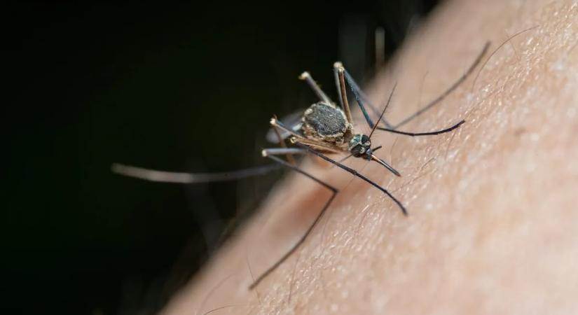 Pokoli kín: ezek a világ legfájdalmasabb csípései