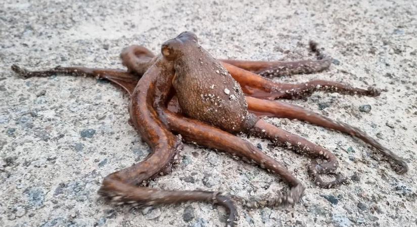 A tudósok is alig hittek a szemüknek – 300 millió éves rejtély oldódott meg