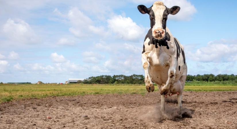 Állati kvíz: te tudod, milyen gyorsan képes futni egy tehén?