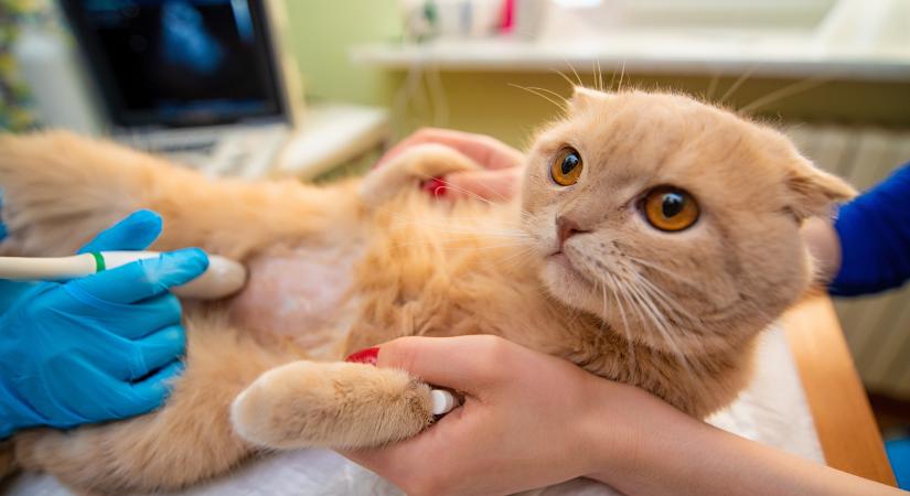 Így derülhet ki, hogy macskád ebben a furcsa betegségben szenved